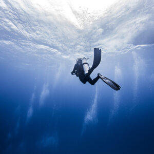 The Corridor — Coral Reefs & Mobula Rays