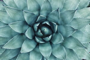 AfterSun Treatment Aloe Vera
