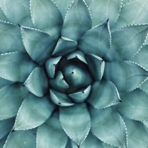 AfterSun Treatment Aloe Vera